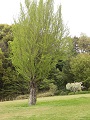Aichi